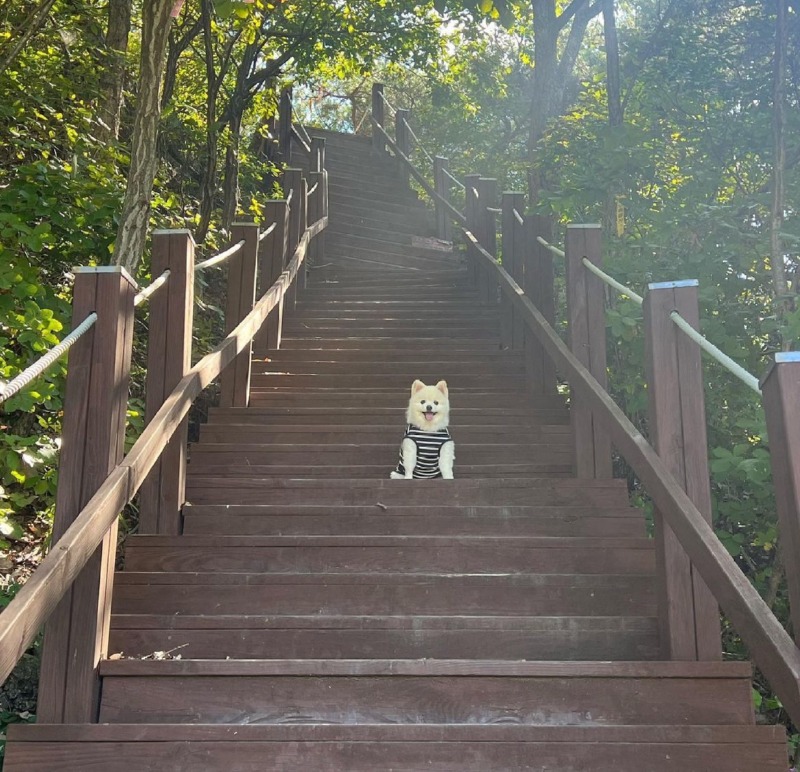 우리 강아지랑 등산했어요~! 우리 강아지 프로 등산러 ㅋㅋㅋ