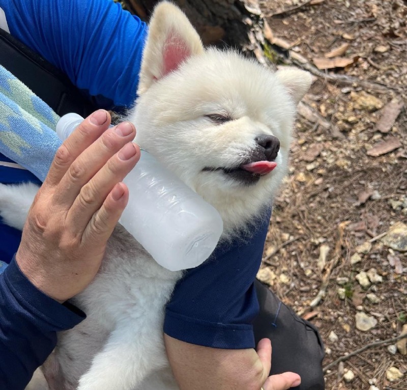 우리 강아지랑 등산했어요~! 우리 강아지 프로 등산러 ㅋㅋㅋ