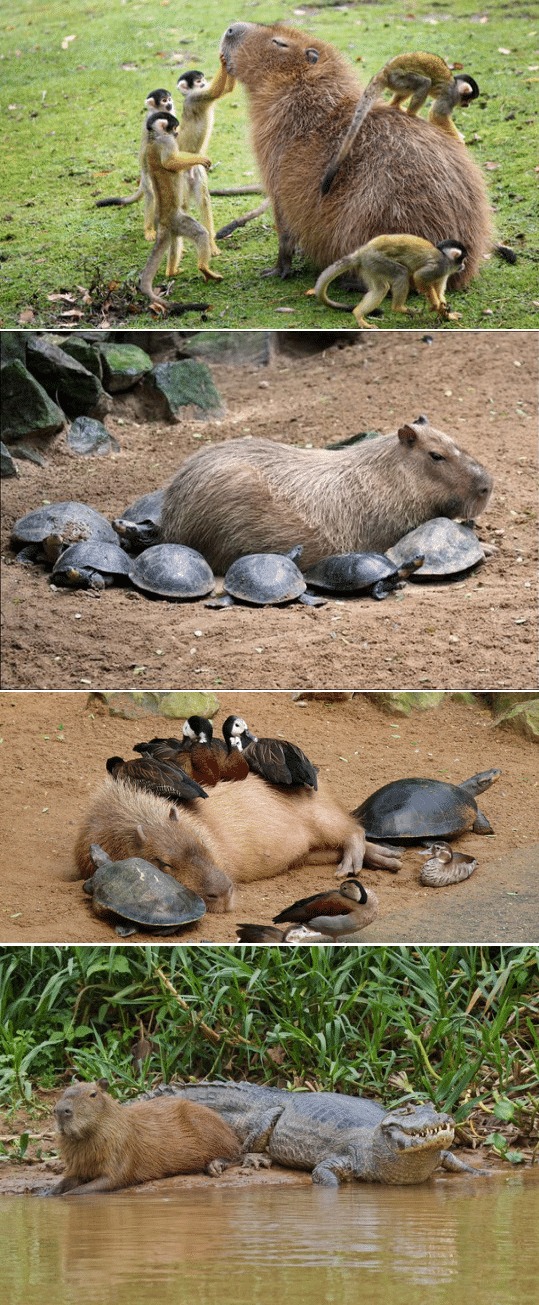 동물계의 인싸 카피바라