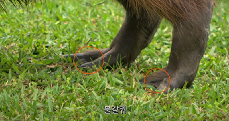 동물계의 인싸 카피바라