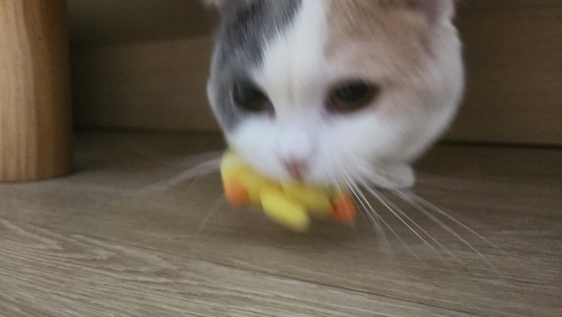 지가 봤슈