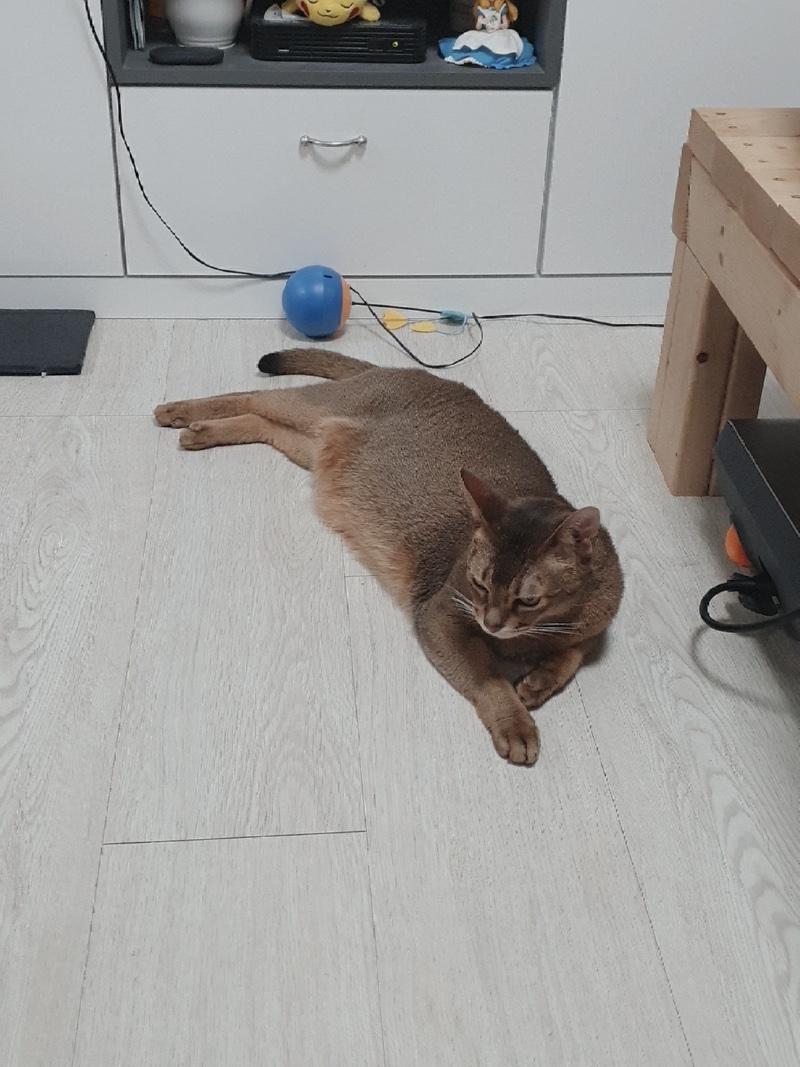 루시
