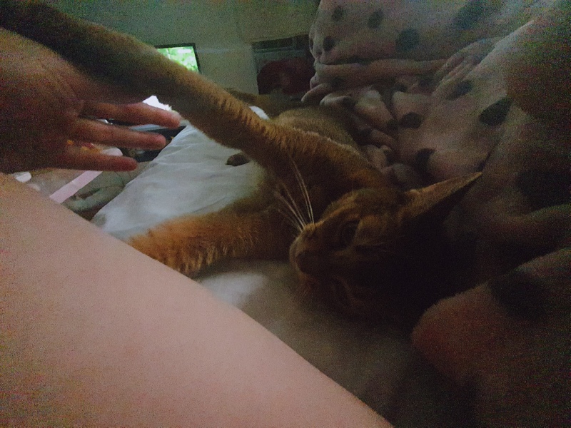 루시