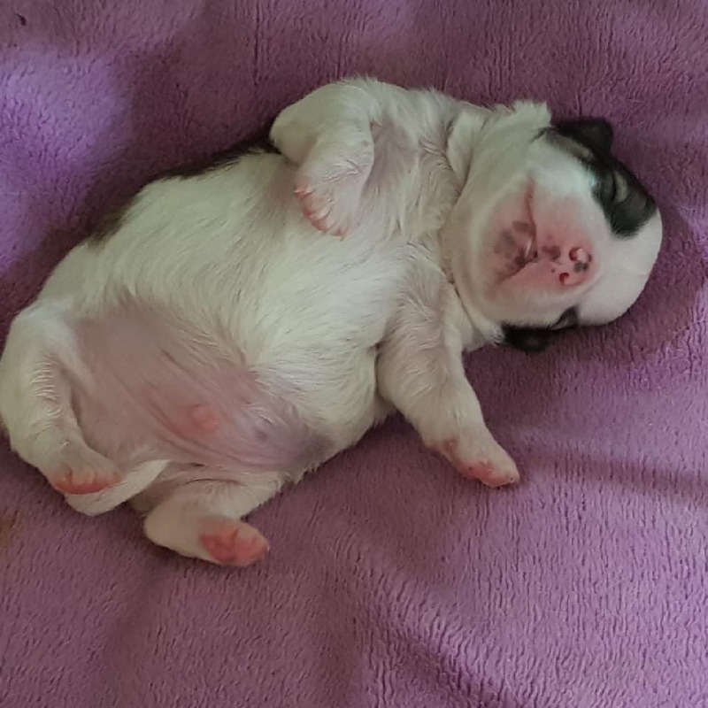 아가 치와와