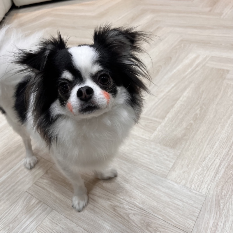 치와왕