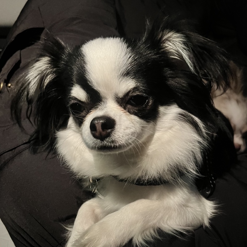 치와왕