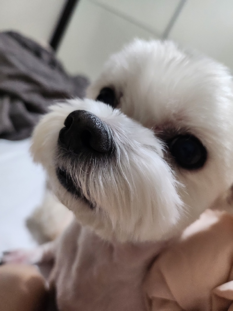 귀염댕