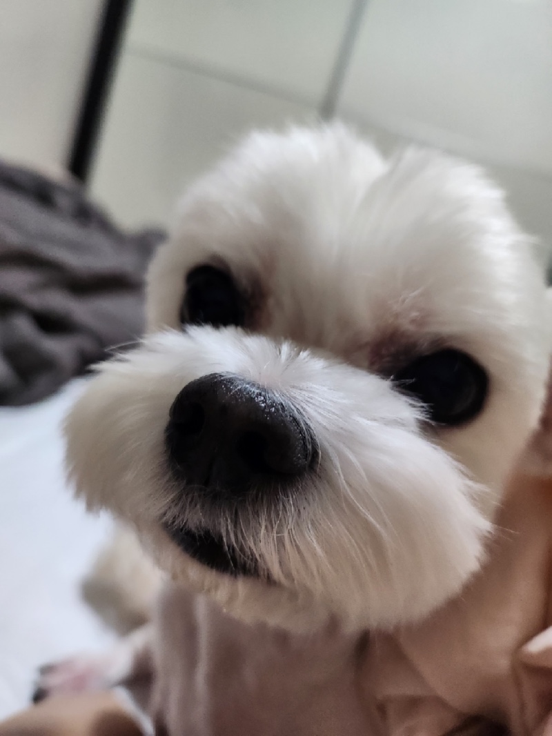 귀염댕