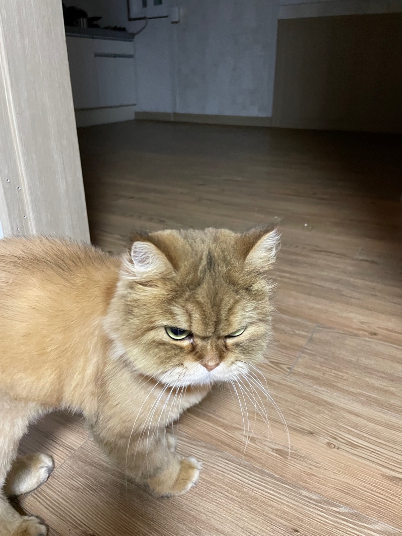 심술