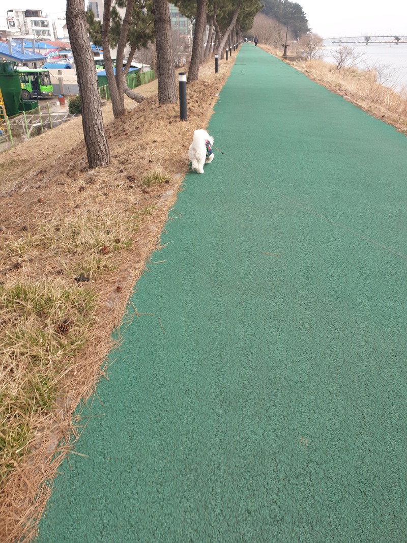 주말에 산책하는 울 택이~ 