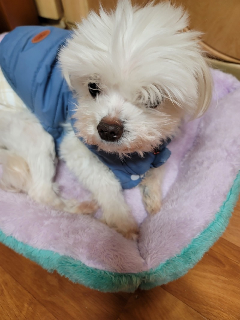 저희집 귀염둥이들이에요~^^
