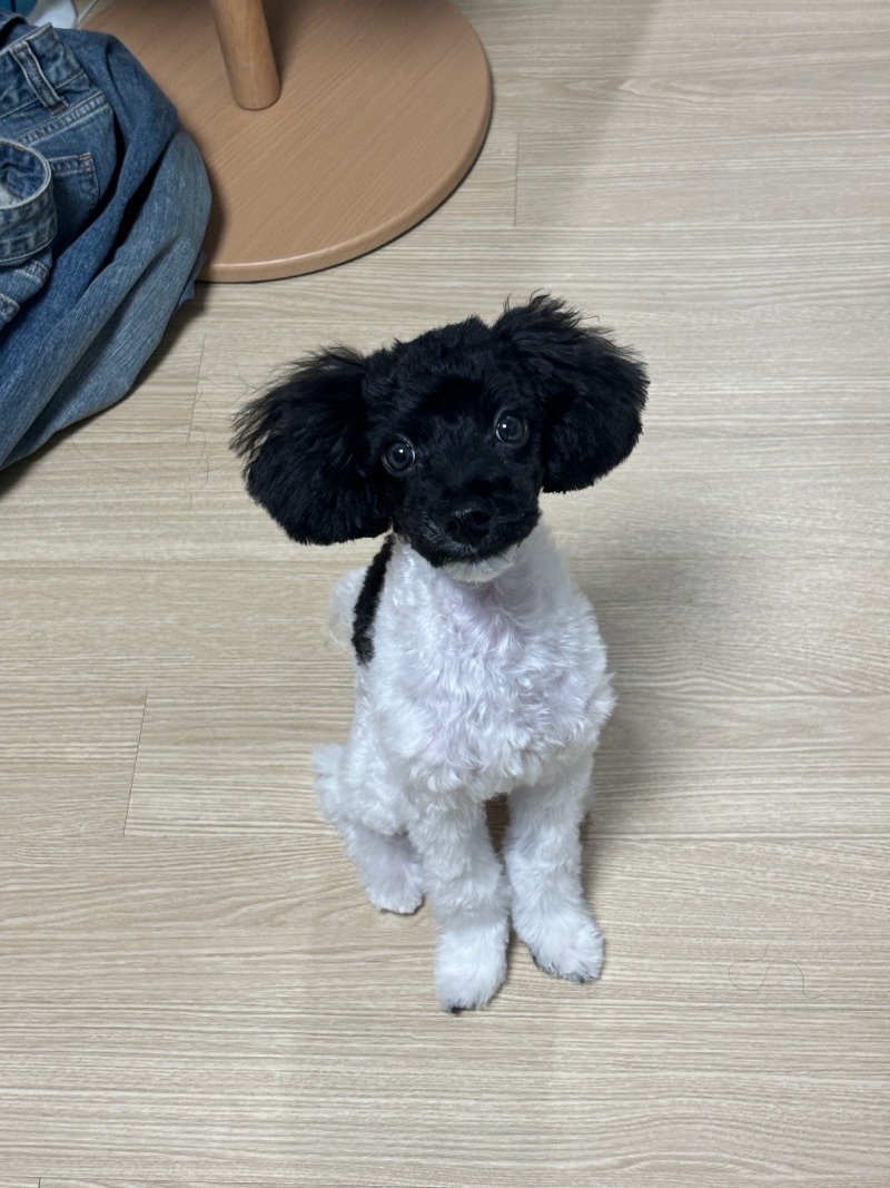 저희집 귀염둥이들이에요~^^
