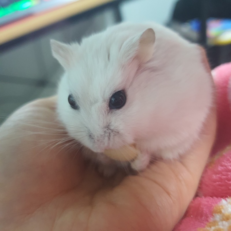 작고 귀여운 친구예요❤