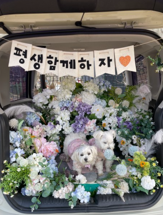 퍼피 80 (대구 팔공산 애견카페 )