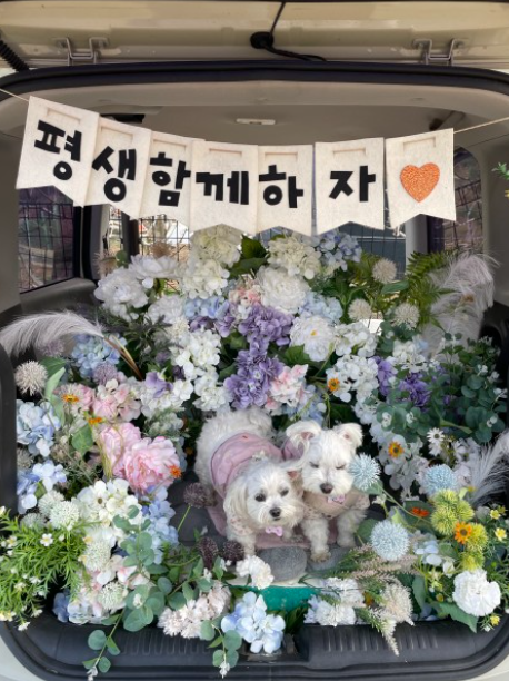 퍼피 80 (대구 팔공산 애견카페 )