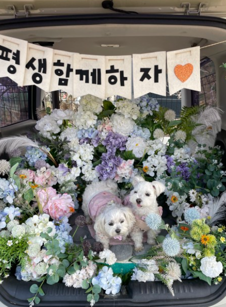 퍼피 80 (대구 팔공산 애견카페 )