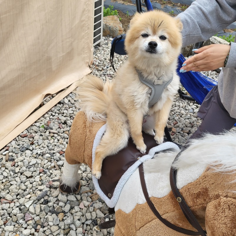 깡치에요 