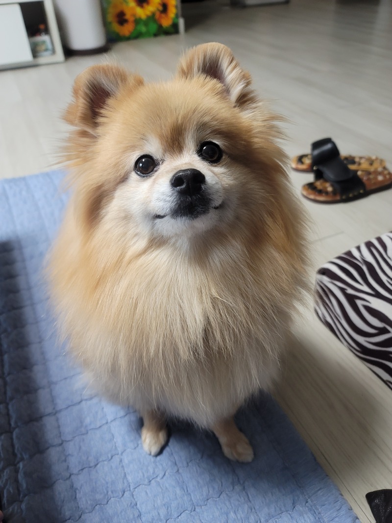 깡치에요 
