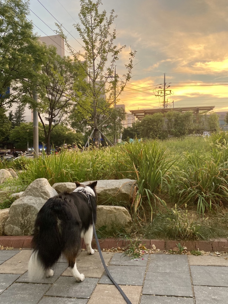 와룡공원 강아지랑 산책 (애견동반 가능) 