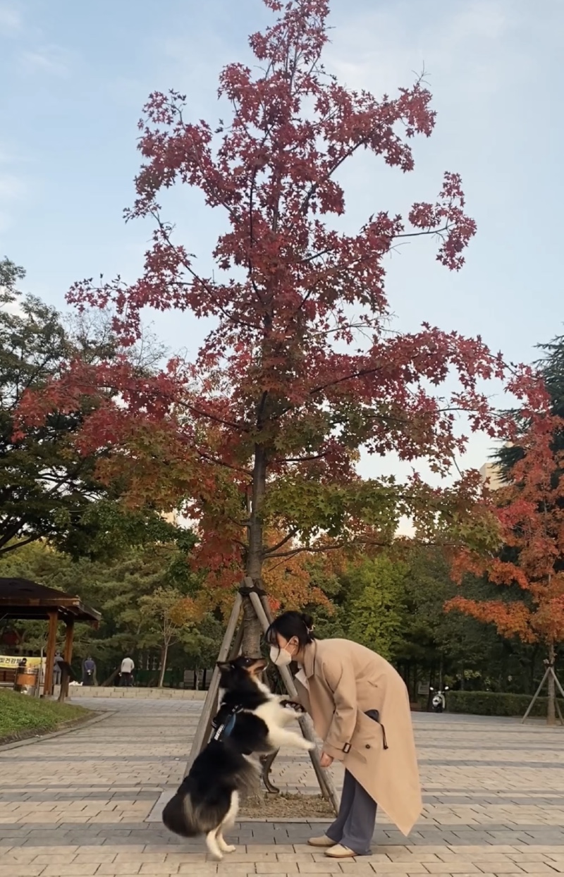 와룡공원 강아지랑 산책 (애견동반 가능) 