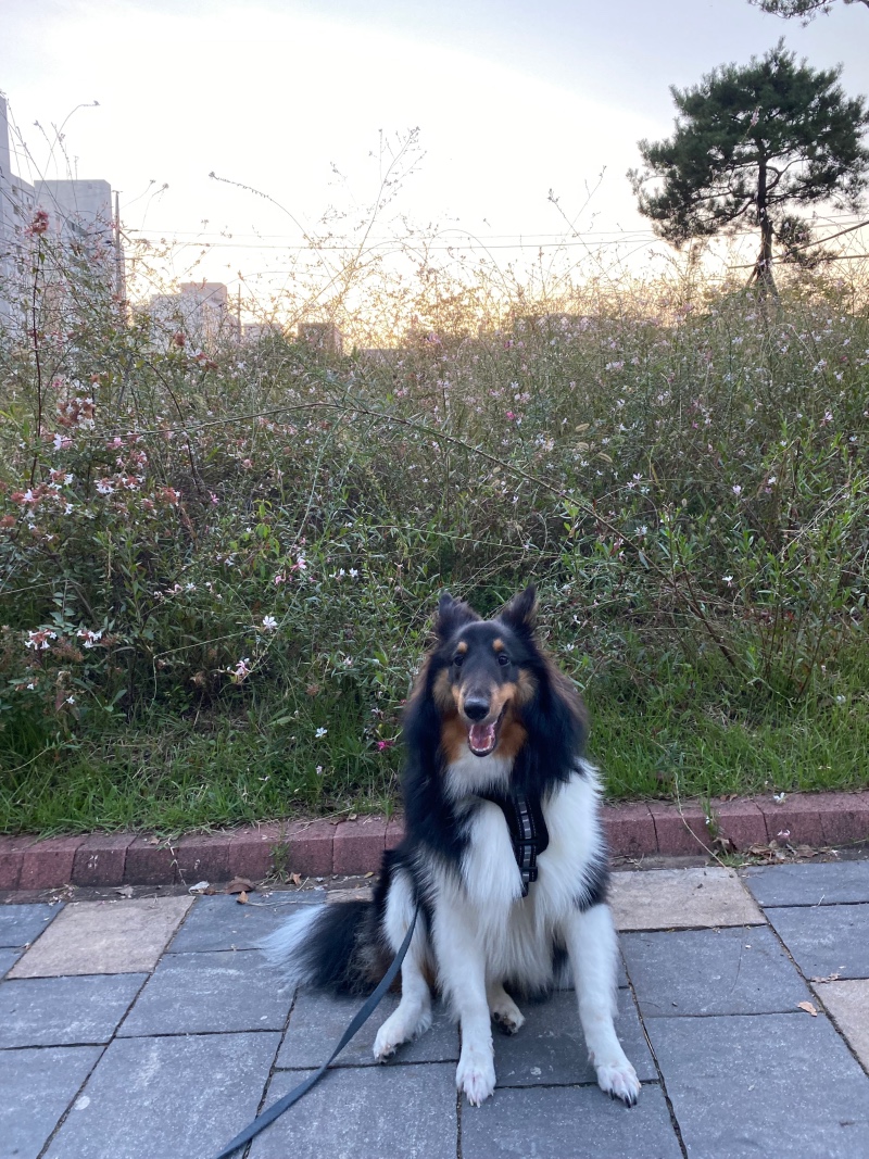 와룡공원 강아지랑 산책 (애견동반 가능) 