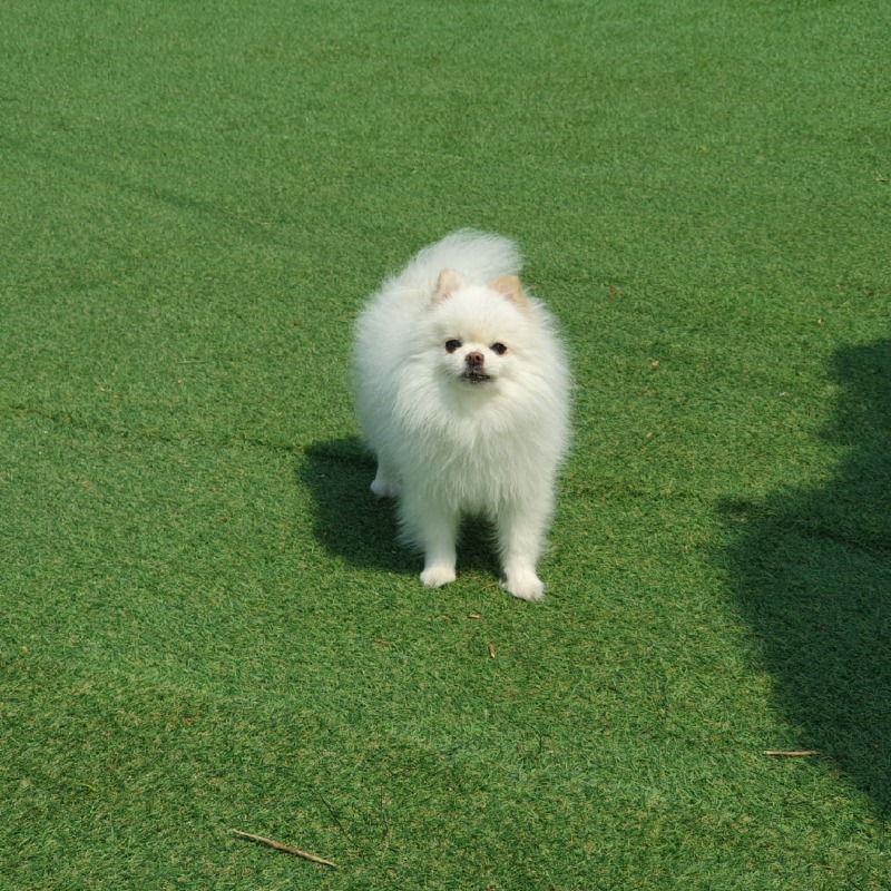 포메