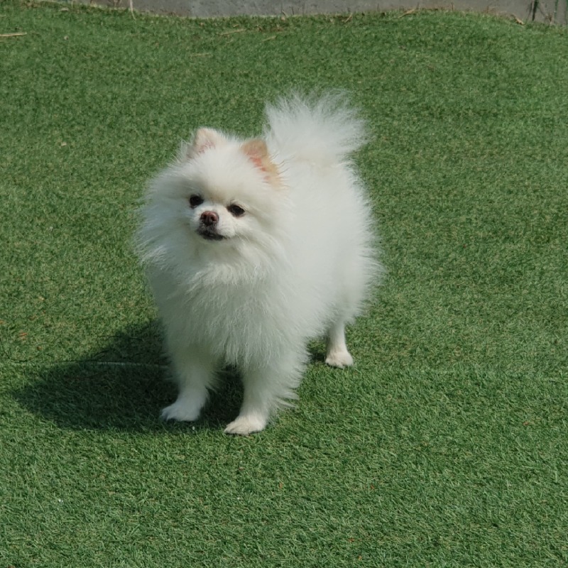 포메
