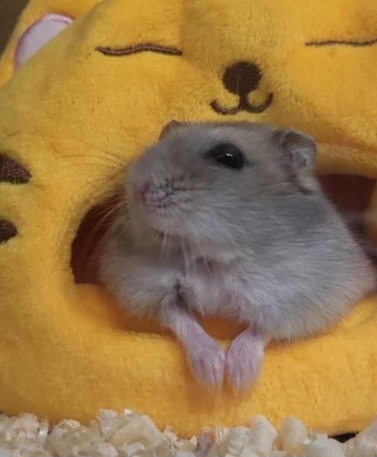 귀여운 우리 크림이에요