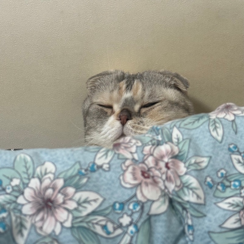 부산동물병원 다솜고양이메디컬센터 노령묘 종합건강검진 받고 왔어요