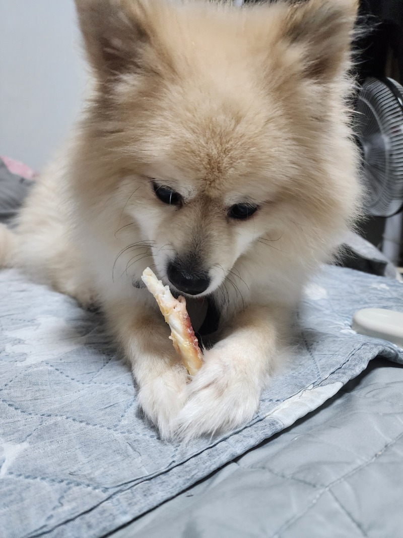 우리집 강아지 너구리