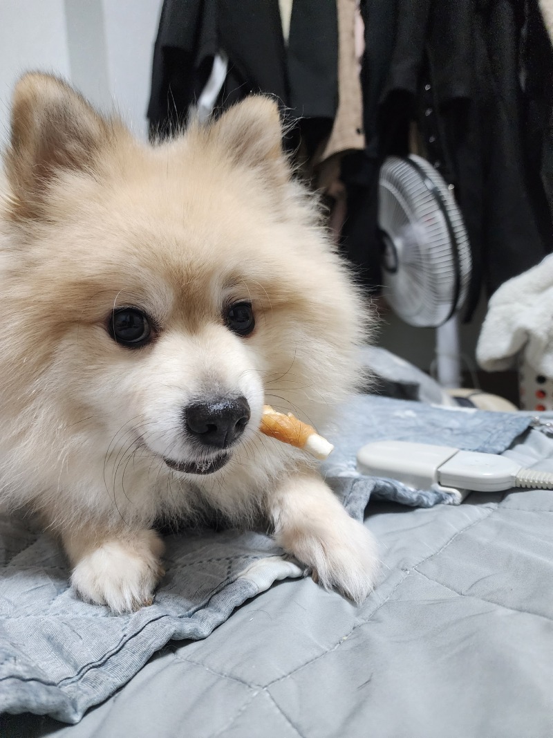 우리집 강아지 너구리