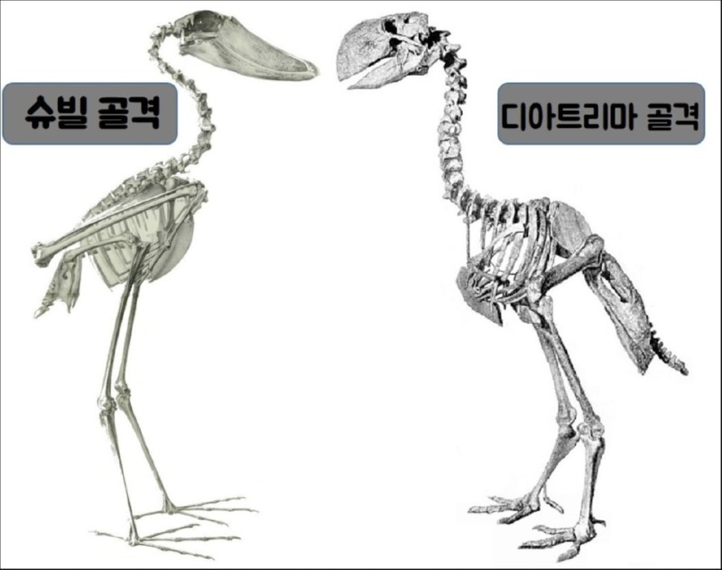 공룡의 후예 넓적부리황새