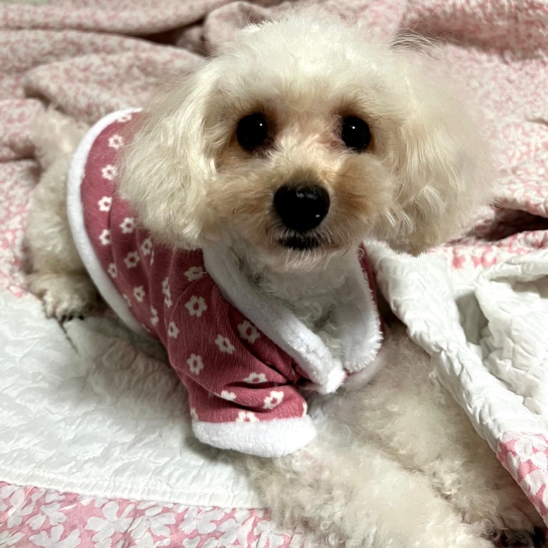 말랑시루콩떡이