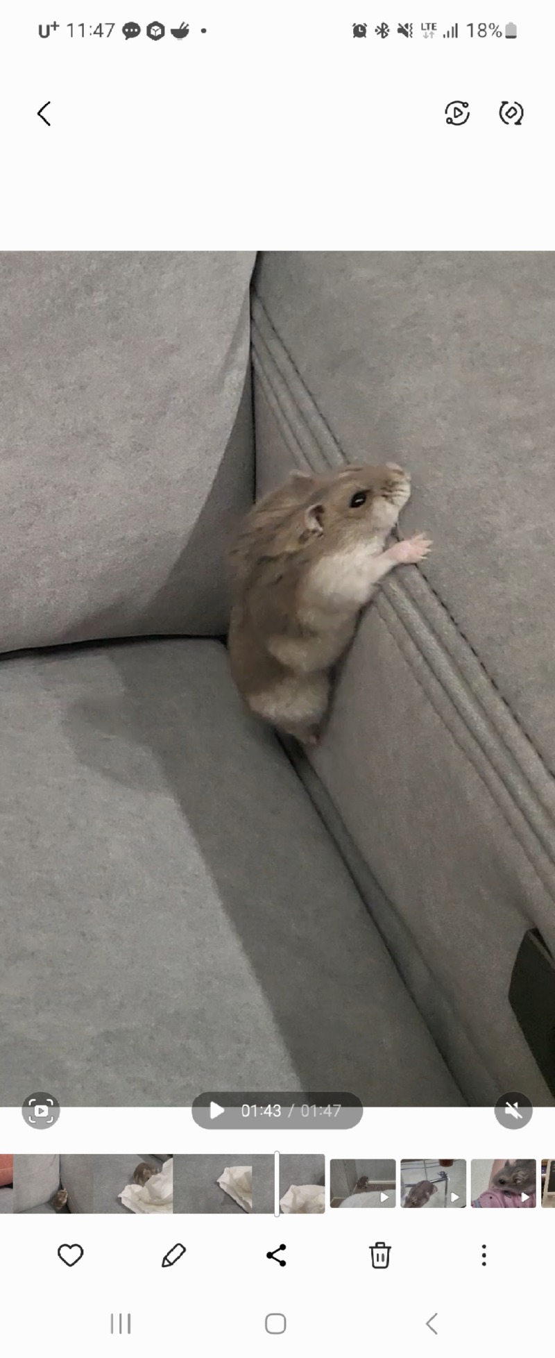 햄토피아