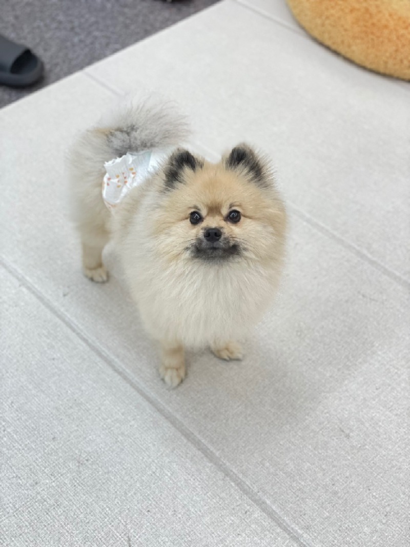 꼬몽 애견유치원 추천해요 !!