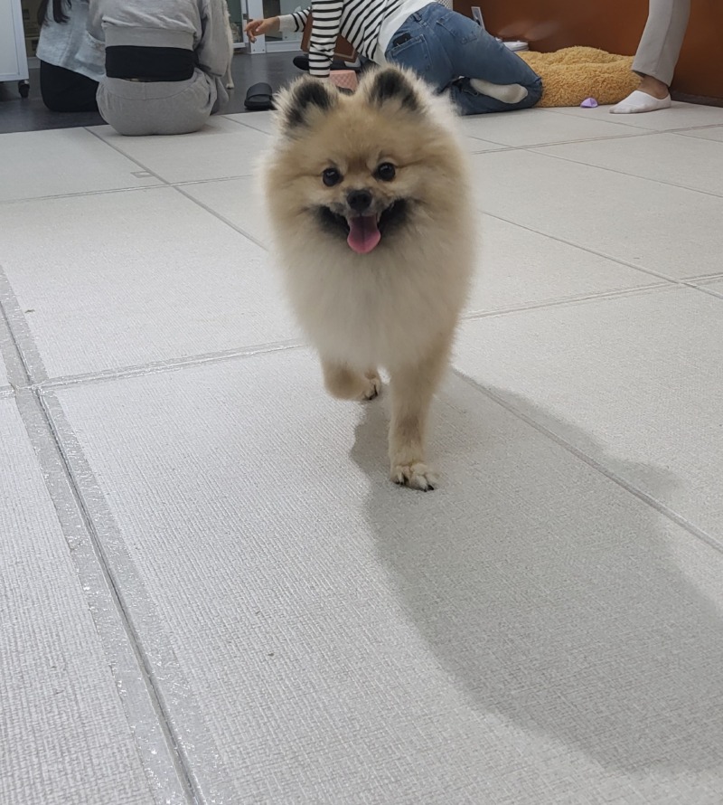 꼬몽 애견유치원 추천해요 !!