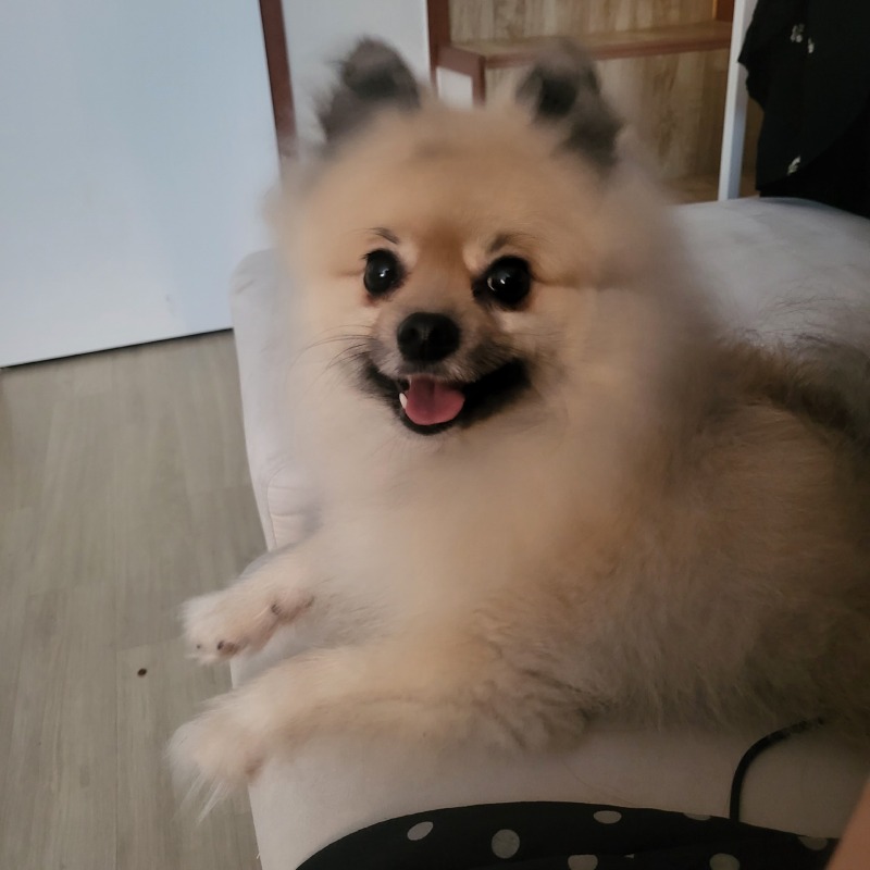 우리 몽이 오늘 뭐했게요~~~??