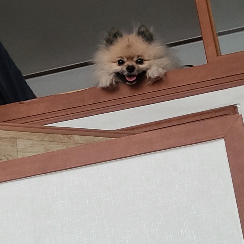 우리 몽이 오늘 뭐했게요~~~??