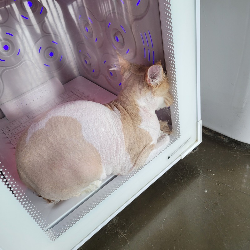 냥이이발소에서 미용해요!!