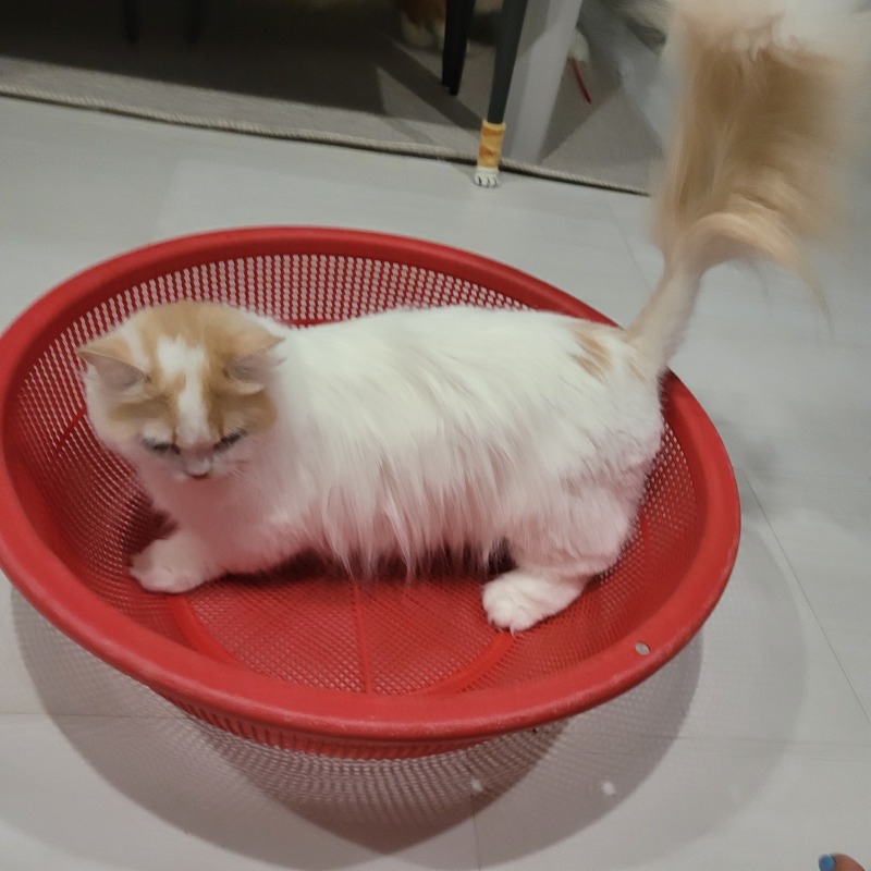짜잔!! 다이소 채반으로 재미있는 공간 만들어주기 ^^