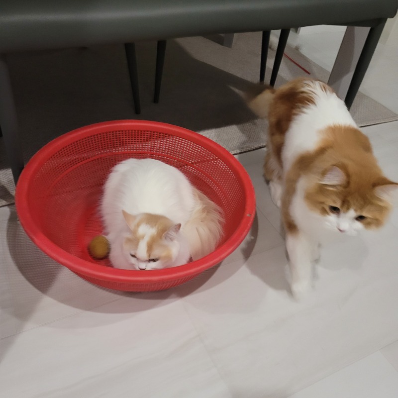 짜잔!! 다이소 채반으로 재미있는 공간 만들어주기 ^^