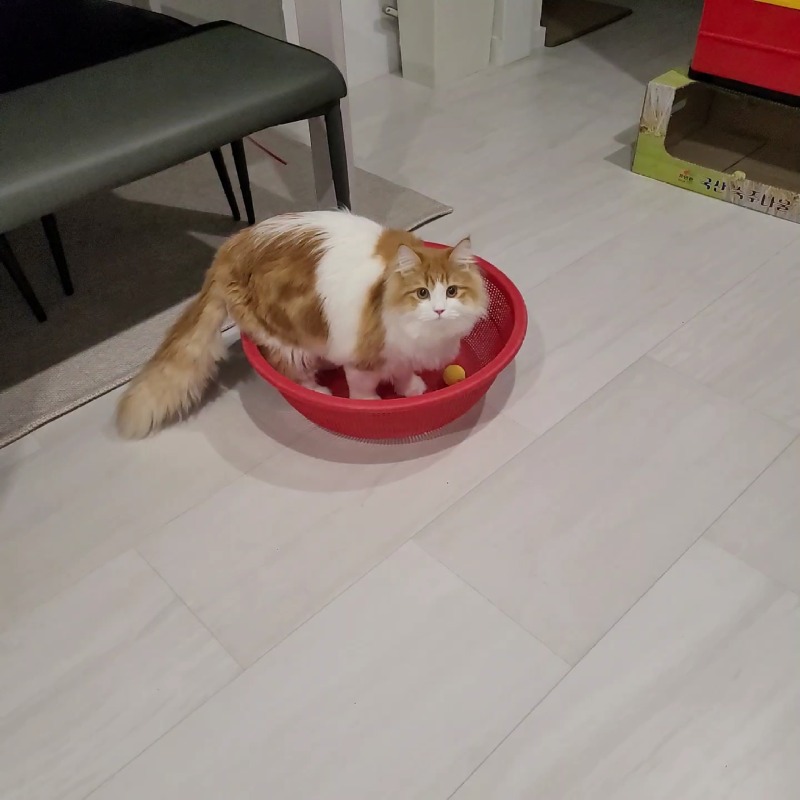 짜잔!! 다이소 채반으로 재미있는 공간 만들어주기 ^^