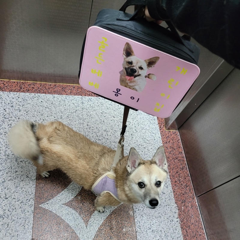 골든베베 애견유치원 다녀왔어요!!