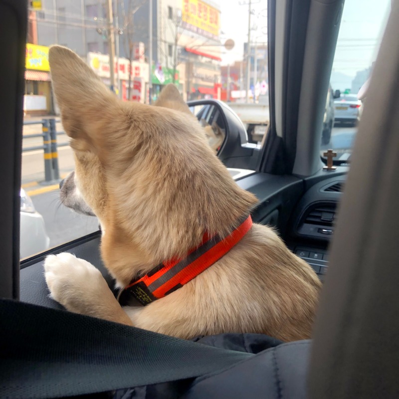 골든베베 애견유치원 다녀왔어요!!