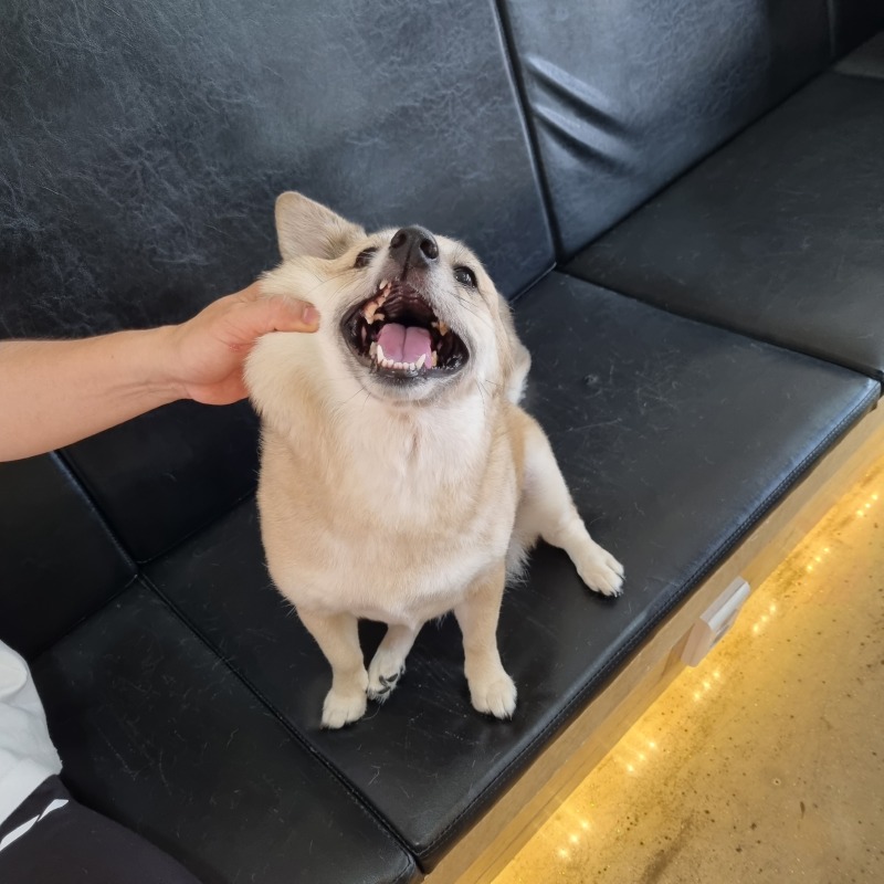 멍뭉몽애견카페 다녀왔지롱 ~!