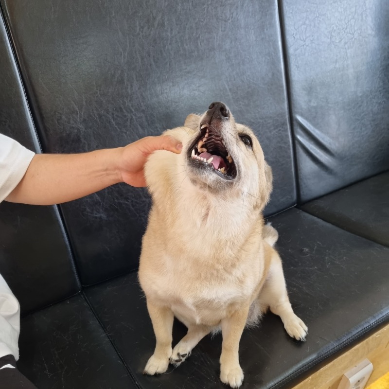 멍뭉몽애견카페 다녀왔지롱 ~!