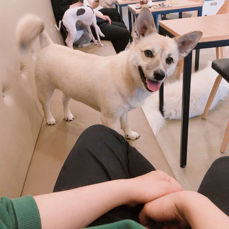 대구 칠곡 애견카페 추천해요 클라우드 아리네 