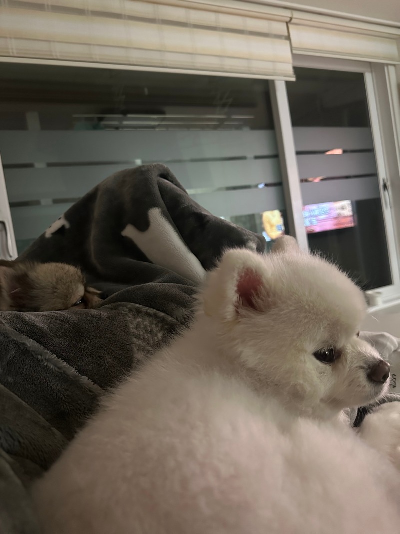 뒹굴뒹굴 잠이 안오는 날 ㅎㅎ