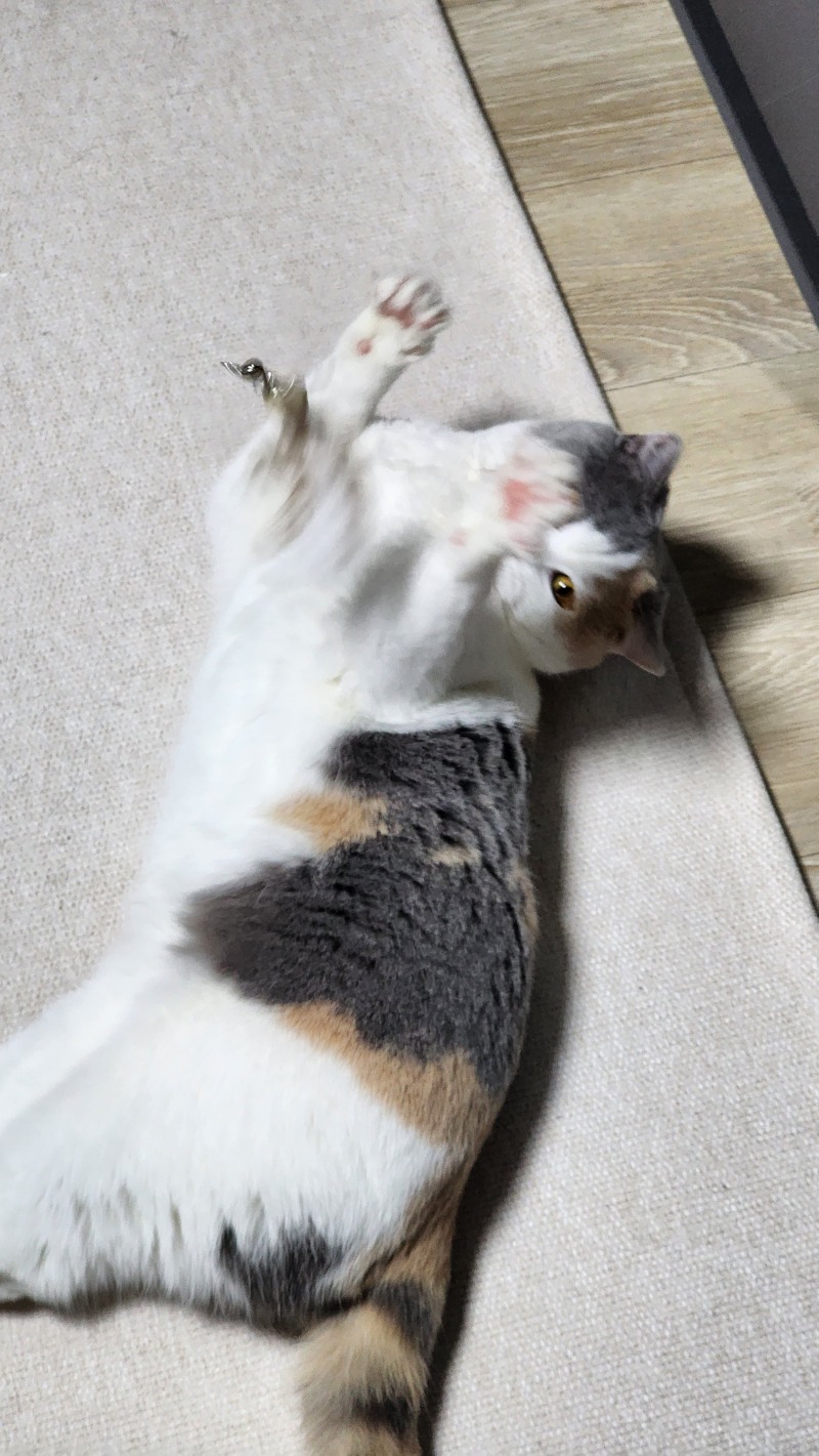 사냥중이다옹