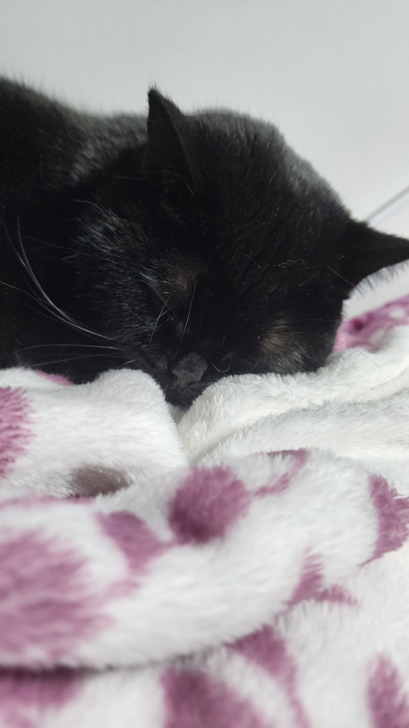 자는중..zzzz..z...